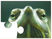 Turtle Online Jigsaw Puzzles